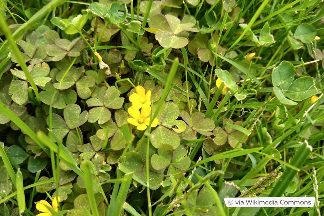 Horn-Sauerklee (Oxalis corniculata) im Rasen