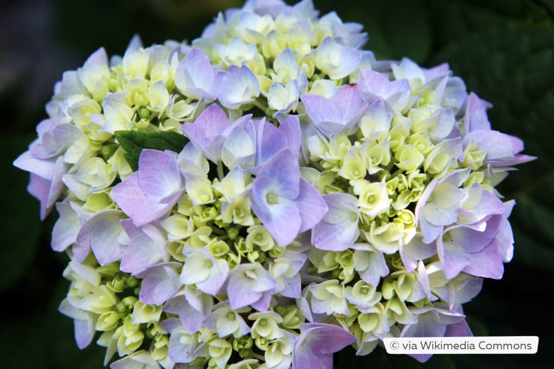 Hortensie 'Endless Summer'