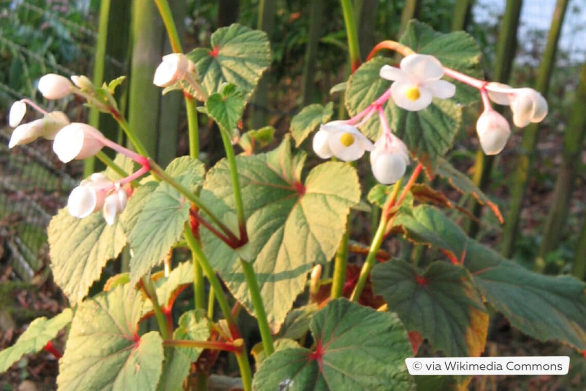 Japan-Schiefblatt (Begonia grandis ssp evansiana 'Alba')