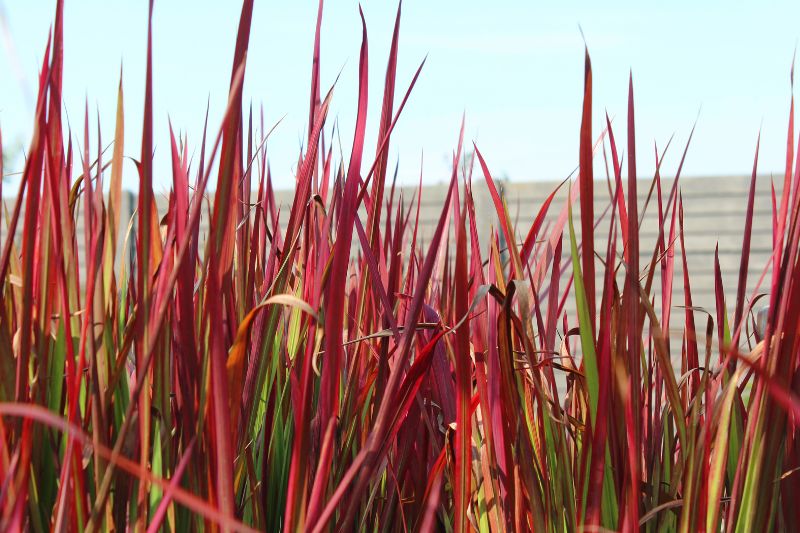 Japanisches Blutgras (Imperata cylindrica)