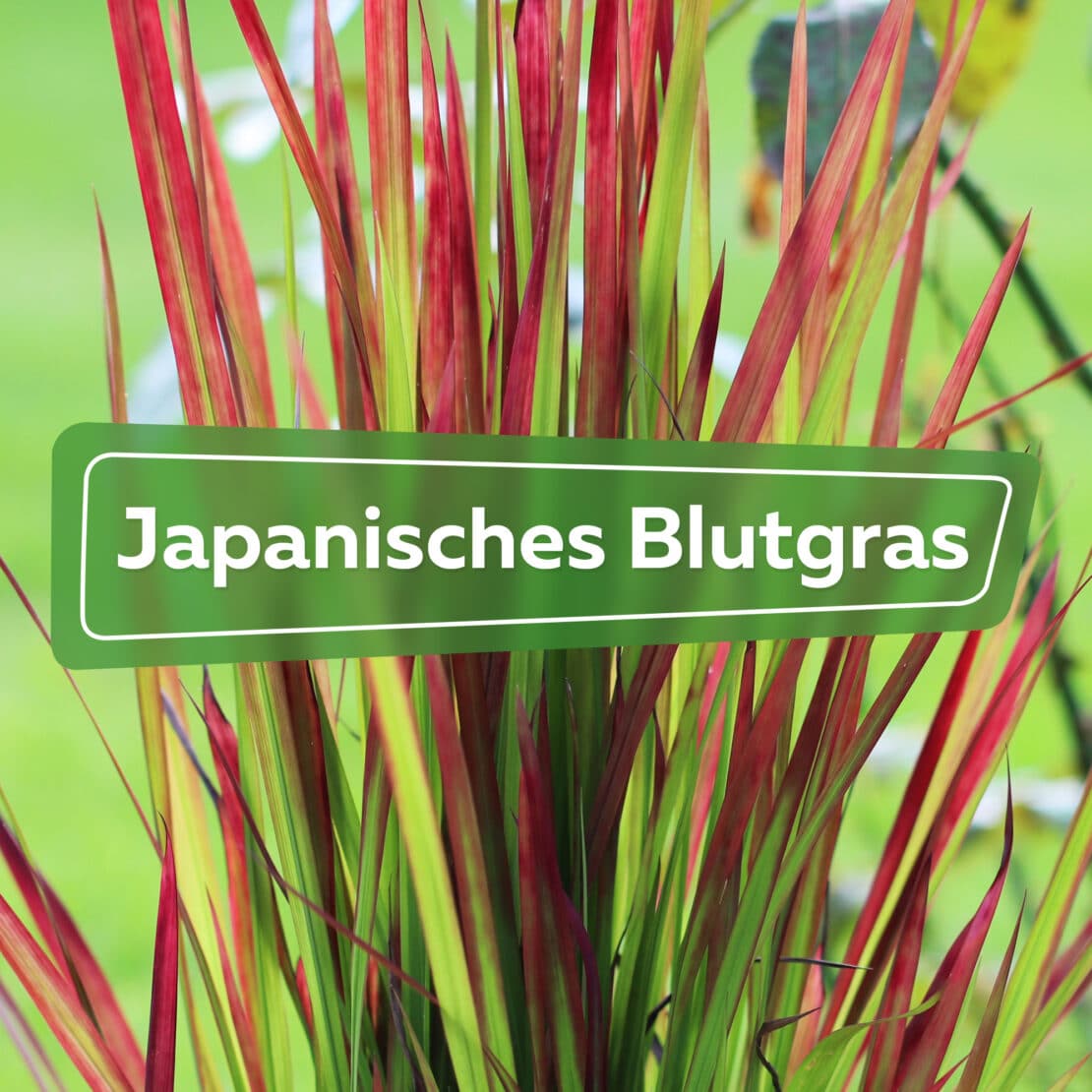 Japanisches Blutgras