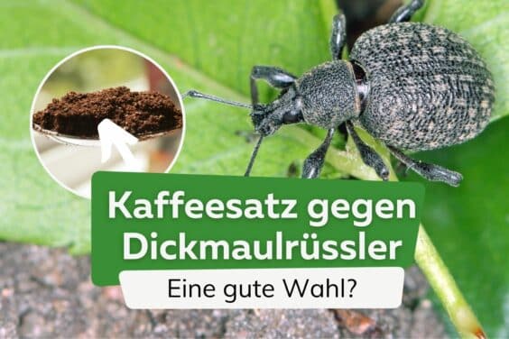 Kaffeesatz gegen Dickmaulrüssler