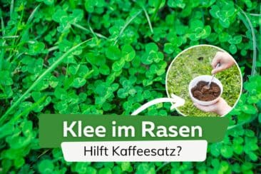 Kaffeesatz gegen Klee im Rasen: hilft es?