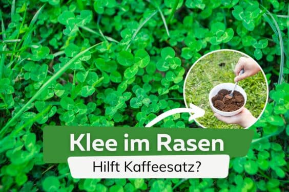 Kaffeesatz gegen Klee im Rasen: hilft es?