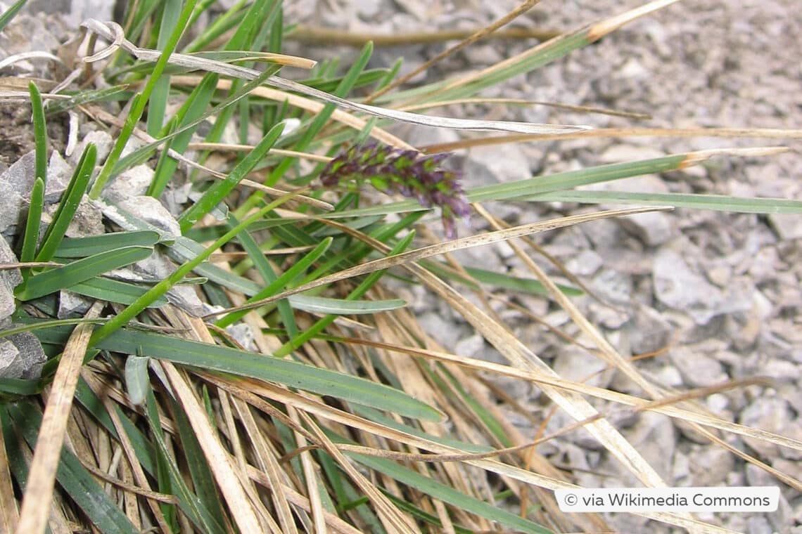 Kalk-Blaugras (Sesleria albicans)