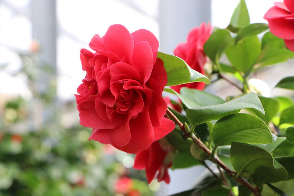 Kamelie (Camellia japonica)