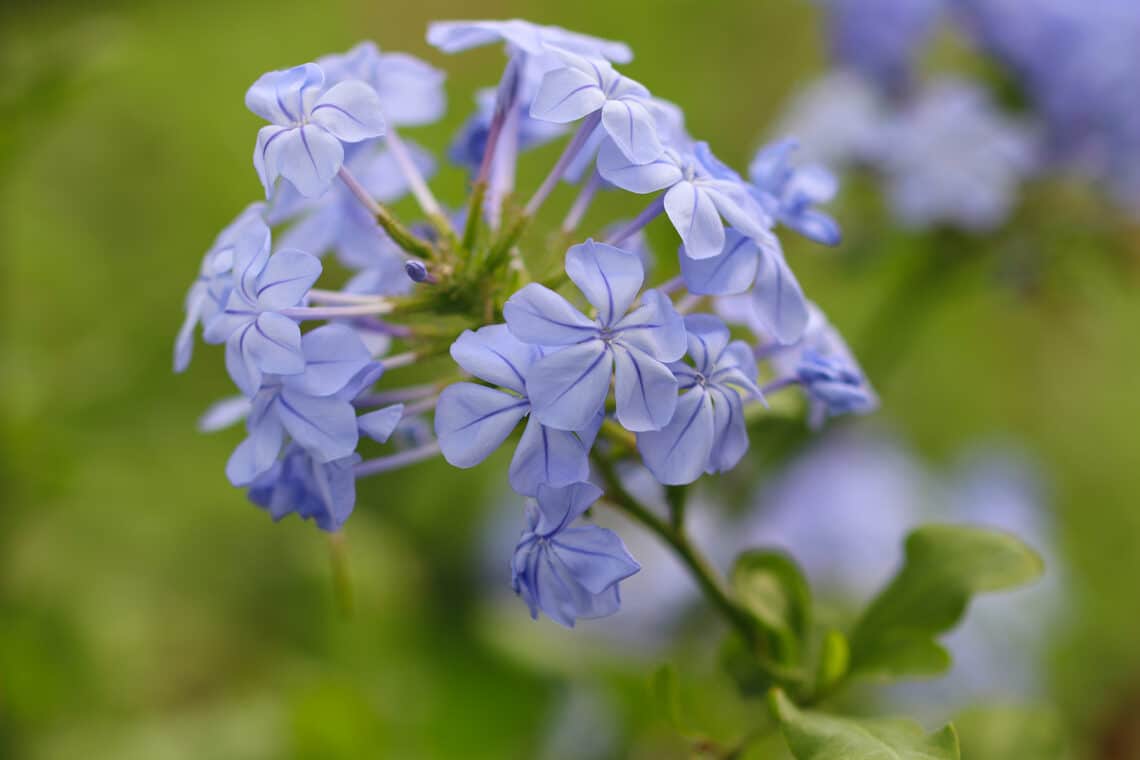 Kap-Bleiwurz (Plumbago auriculata)