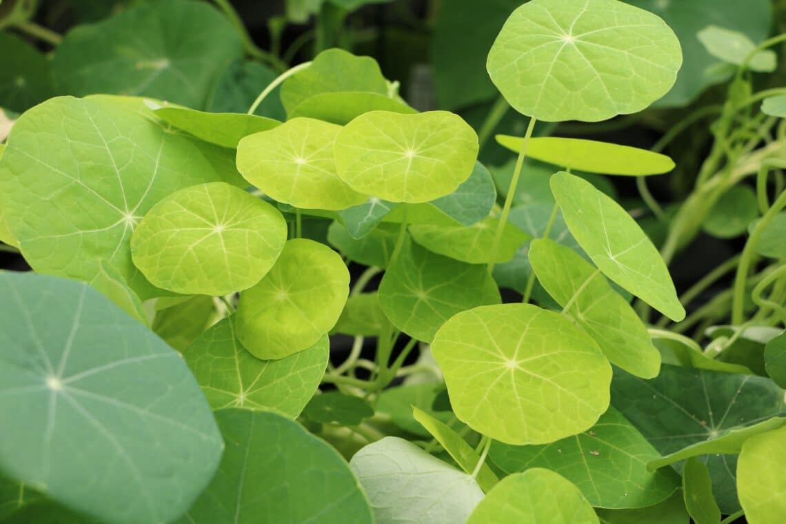 Kapuzinerkresse (Tropaeolum)