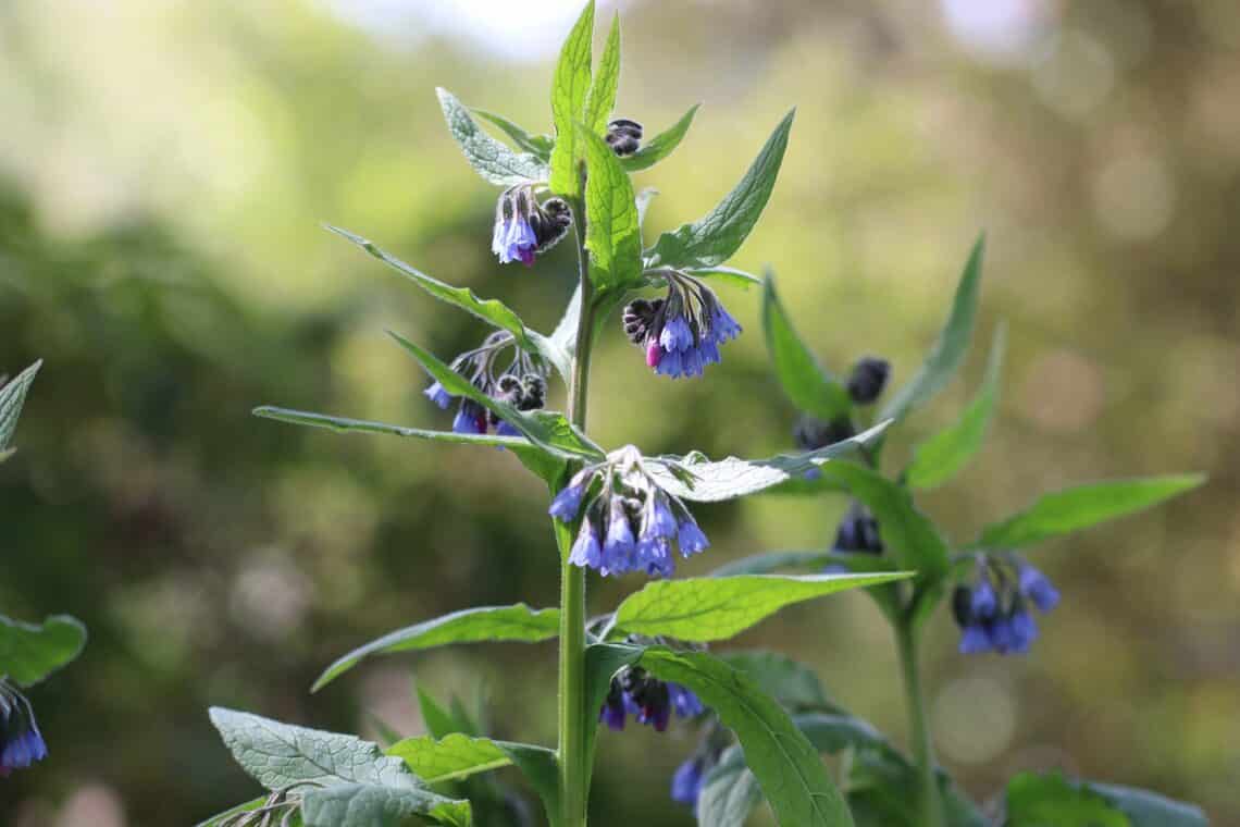 Kaukasischer Beinwell (Symphytum caucasicum)