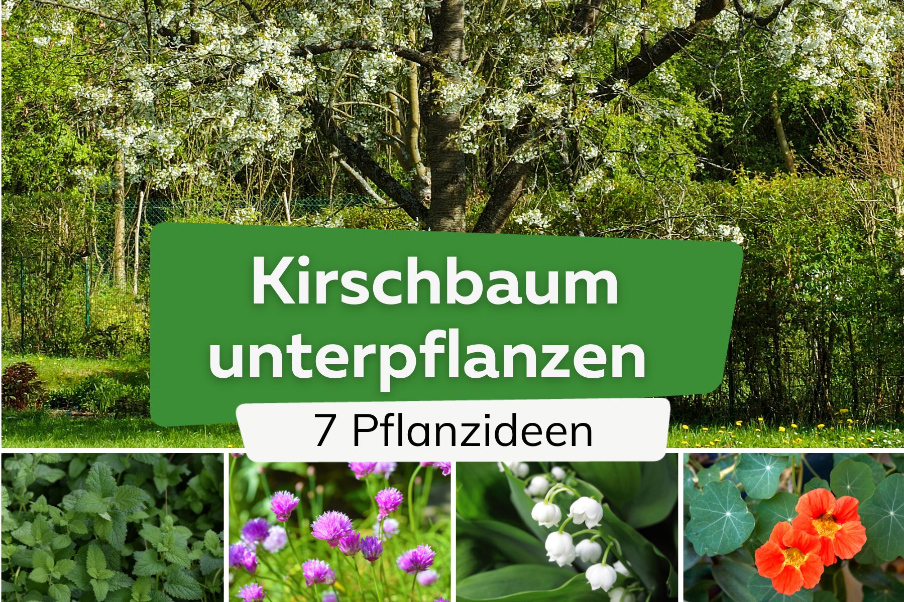 Kirschbaum unterpflanzen: 7 Pflanz-Ideen