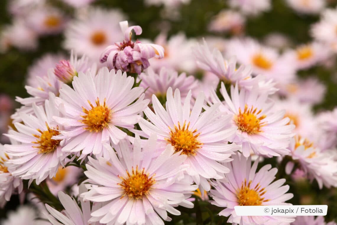 Kissenaster (Aster dumosus 'Silberblaukissen')