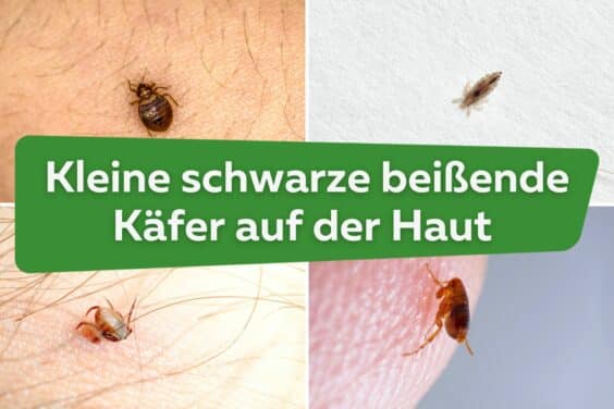 Kleine schwarze beißende Käfer auf der Haut