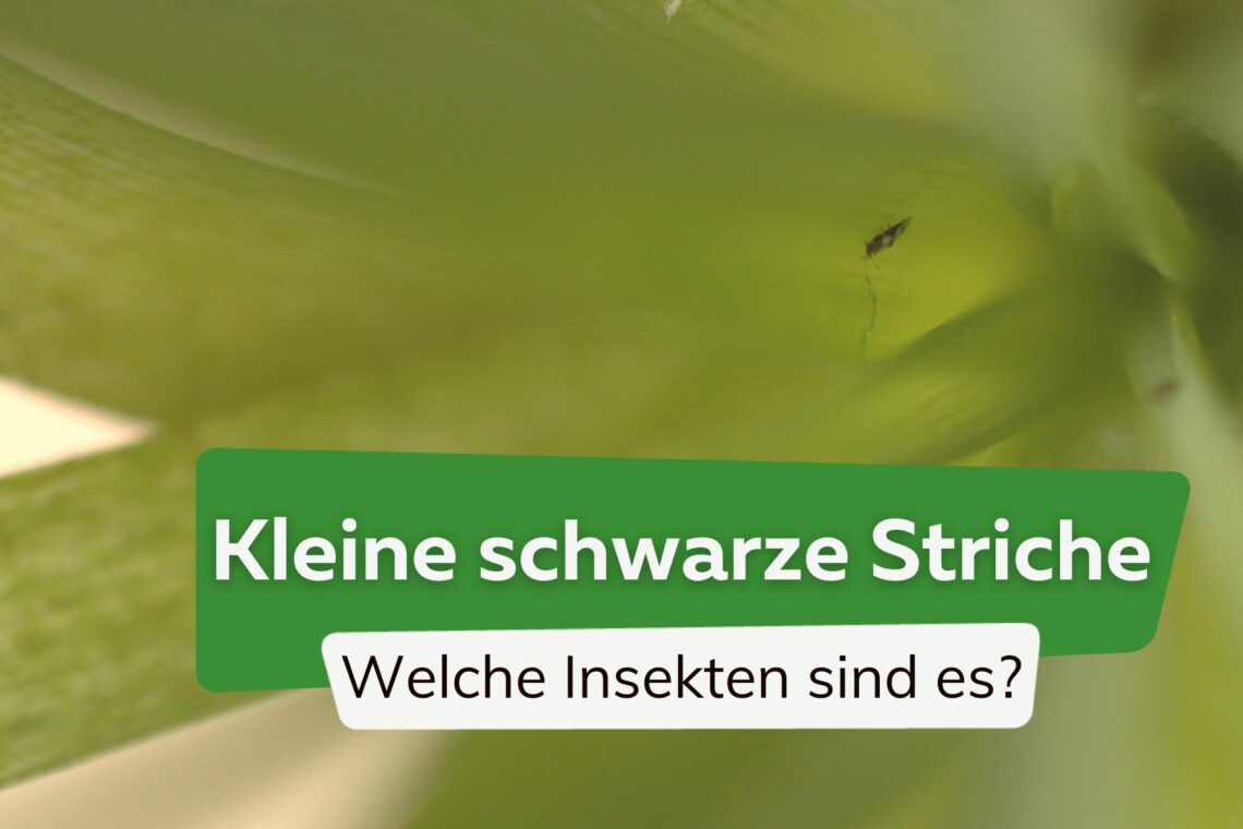 Kleine schwarze Insekten wie Striche