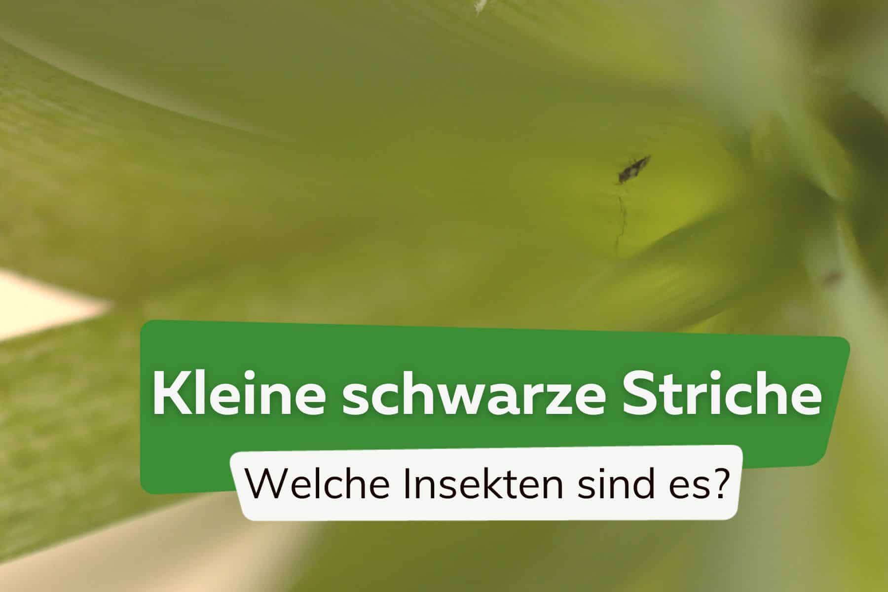 Kleine schwarze Insekten wie Striche