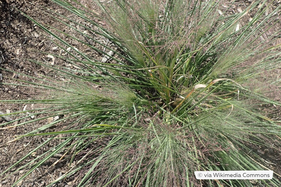 Kleines Präriegras (Schizachyrium scoparium 'Standing Ovation')