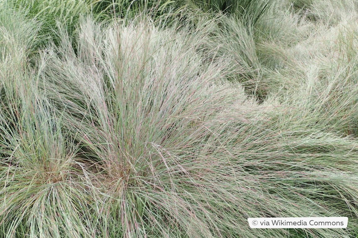 Kleines Präriegras (Schizachyrium scoparium)