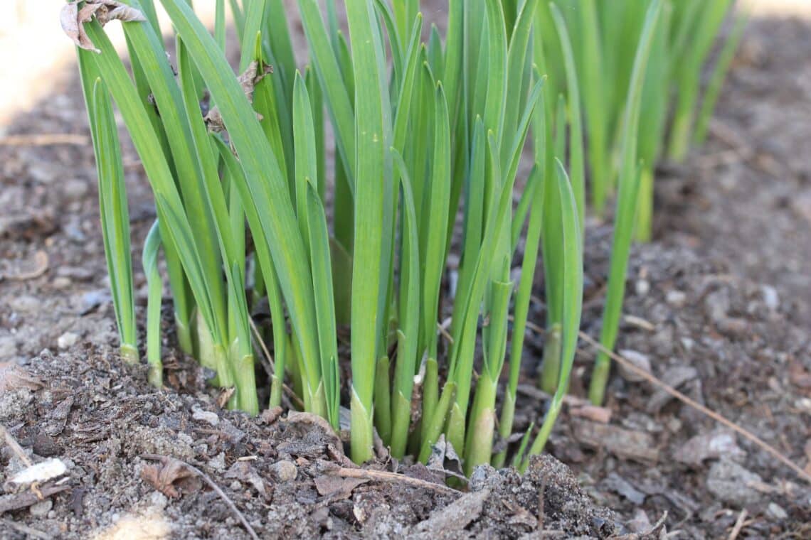 Knoblauch (Allium sativum)