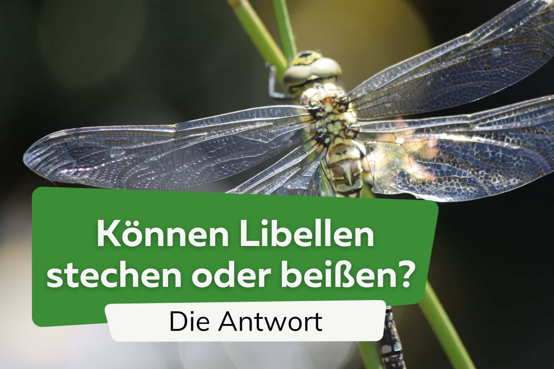 Können Libellen stechen oder beißen?