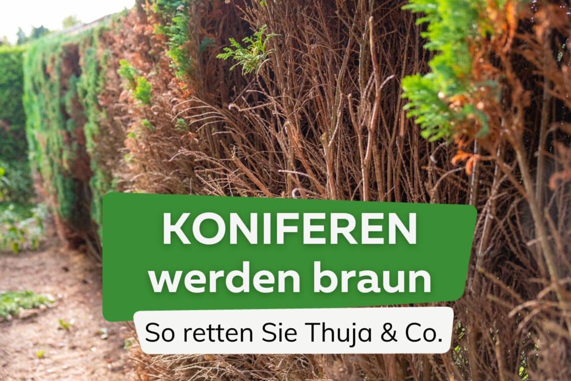 Koniferen werden braun