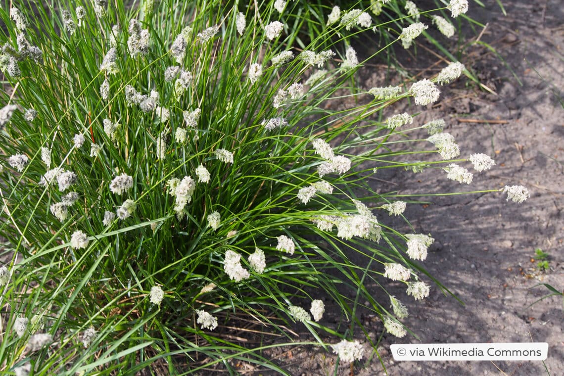 Kopfgras (Sesleria heufleriana)