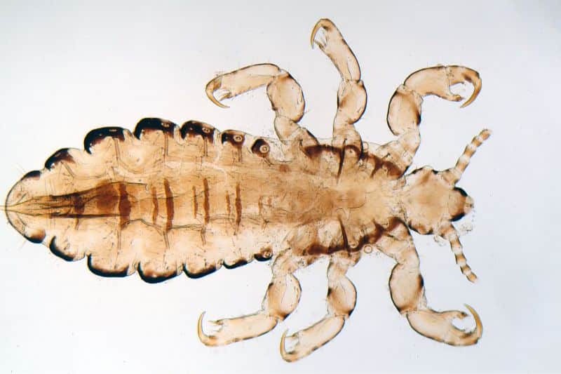 Kopflaus (Pediculus humanus capitis)