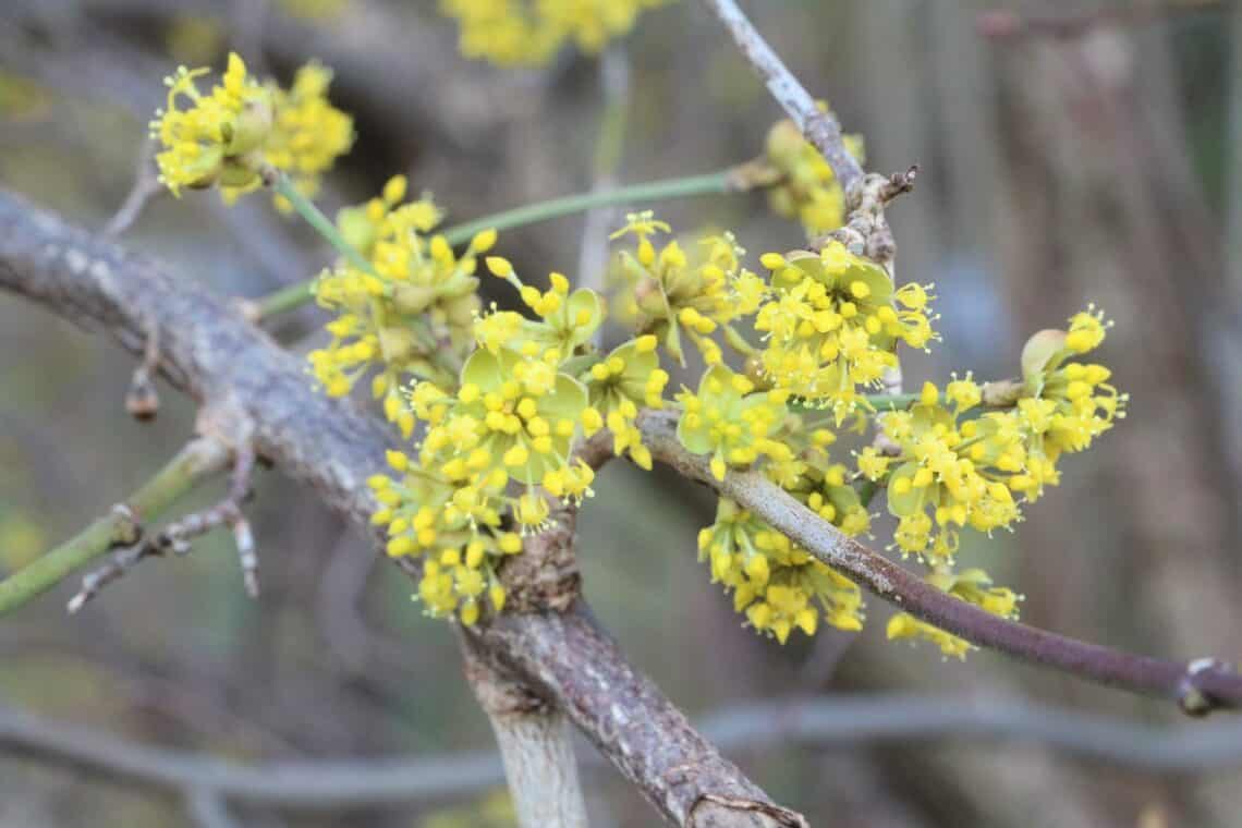 Kornelkirsche (Cornus mas)