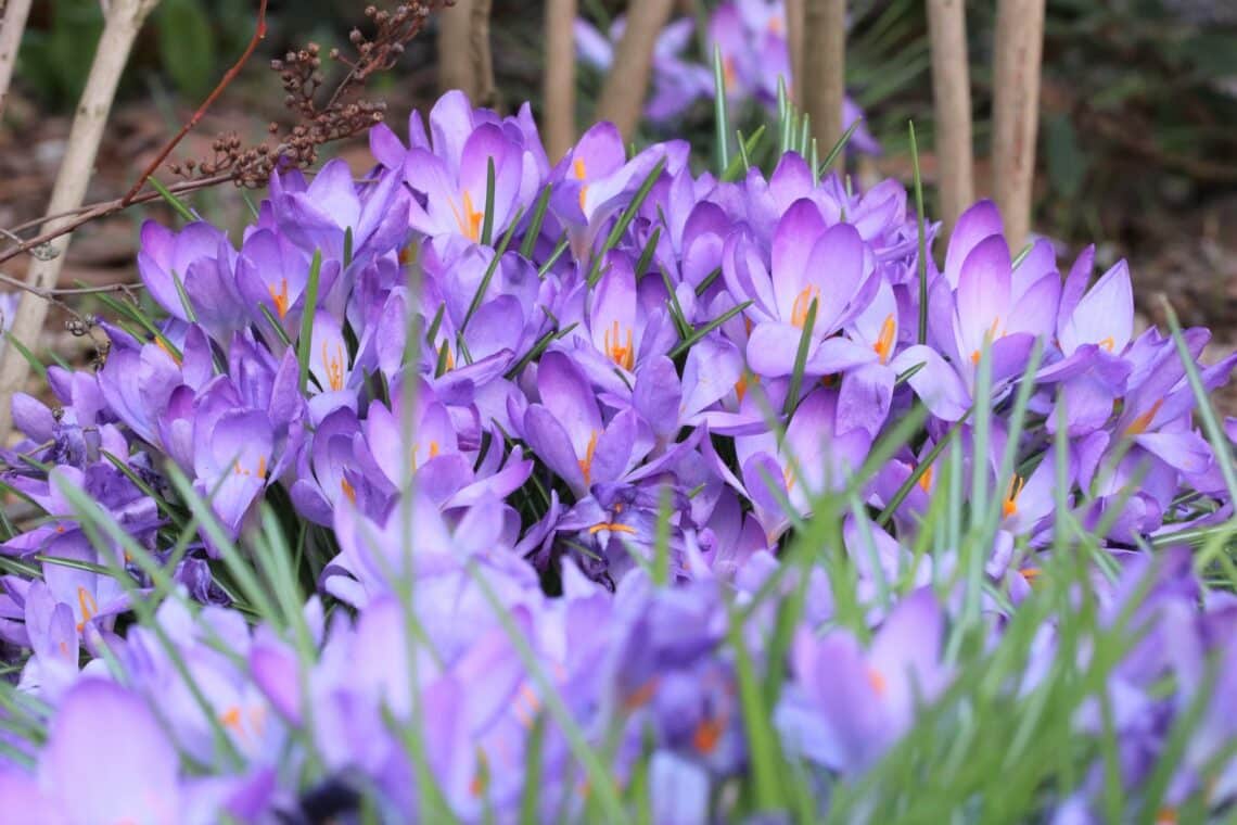 Frühlings-Krokus (Crocus vernus)