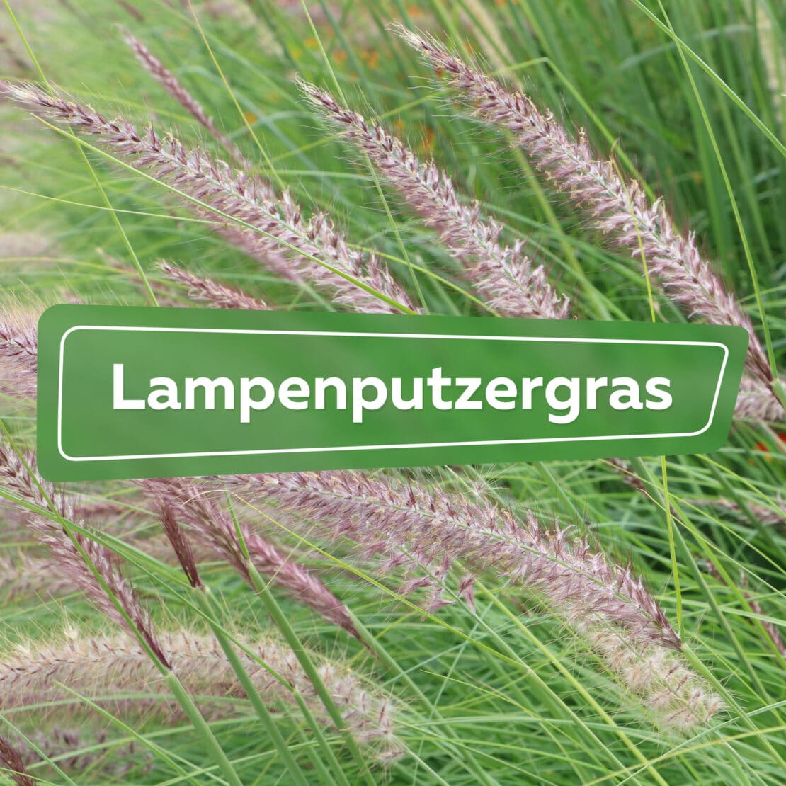 Lampenputzergras