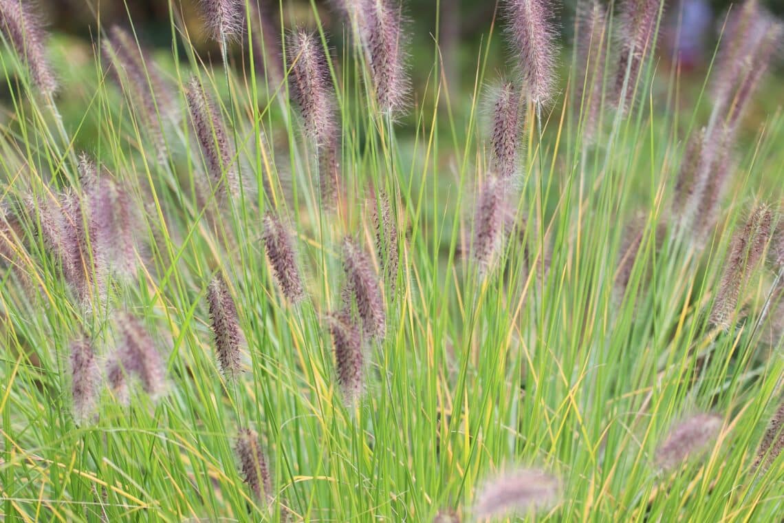 Lampenputzergras (Pennisetum alopecuroides)