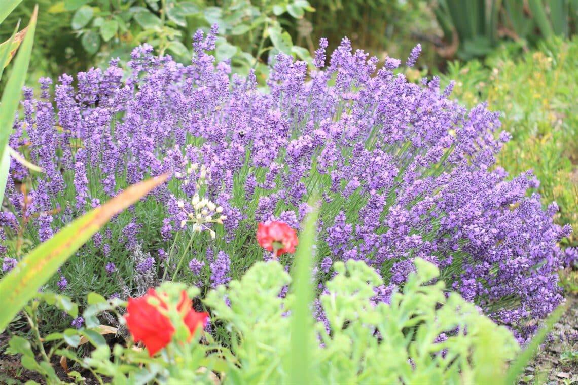 Lavendel (Lavandula angustifolia)