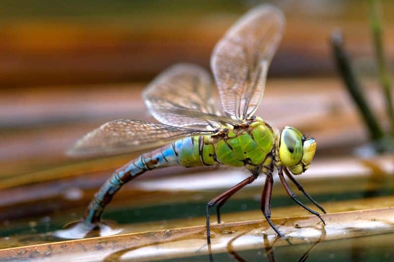 Größe Königslibelle (Anax imperator) bei der Eiablage