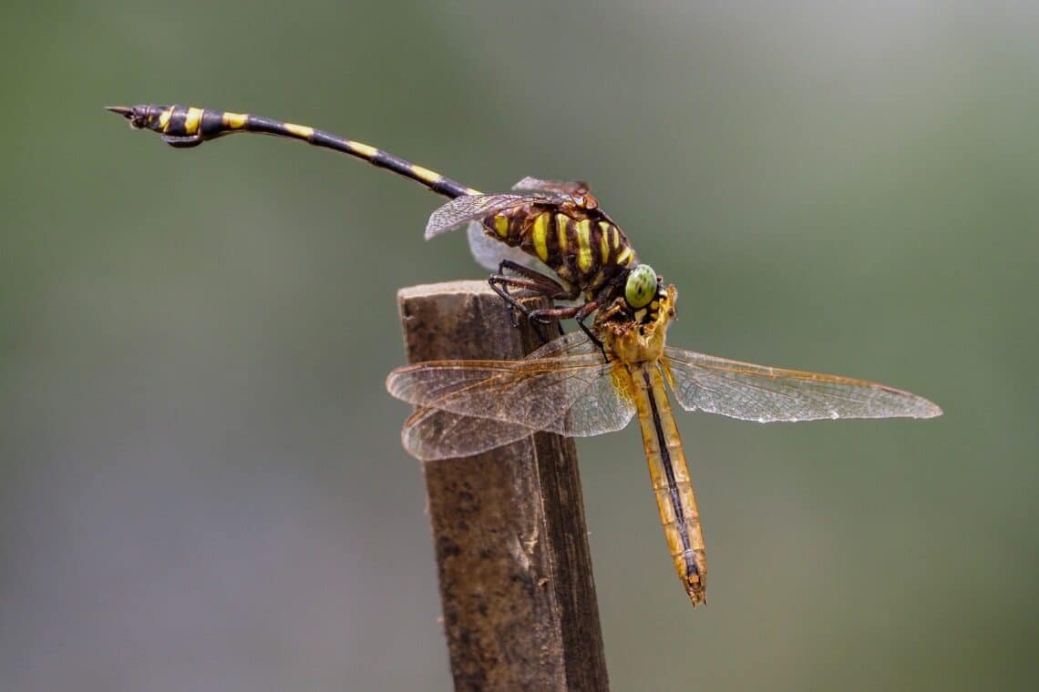 Libelle frisst Libelle