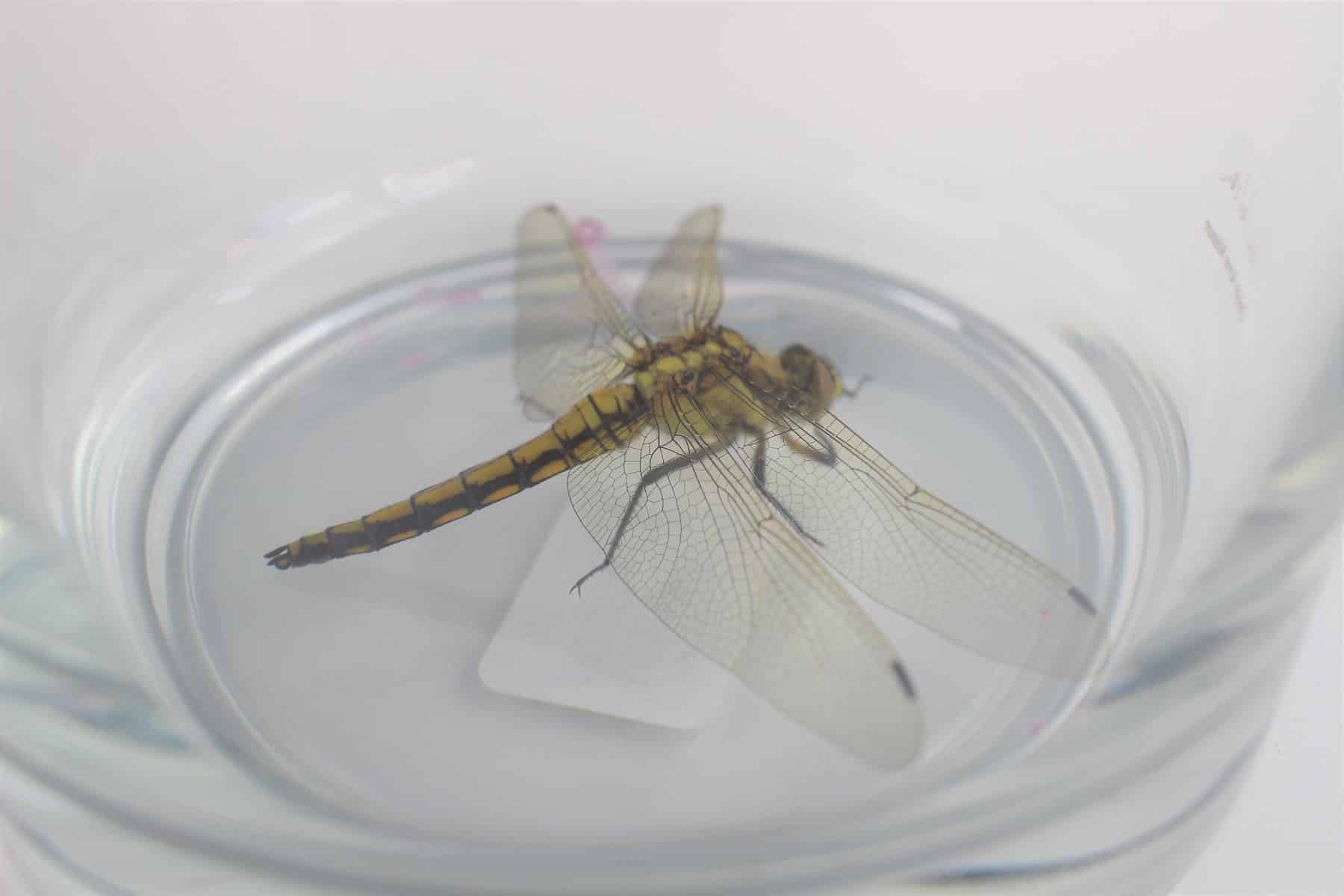 Libelle im Glas (Großer Blaupfeil (Orthetrum cancellatum))