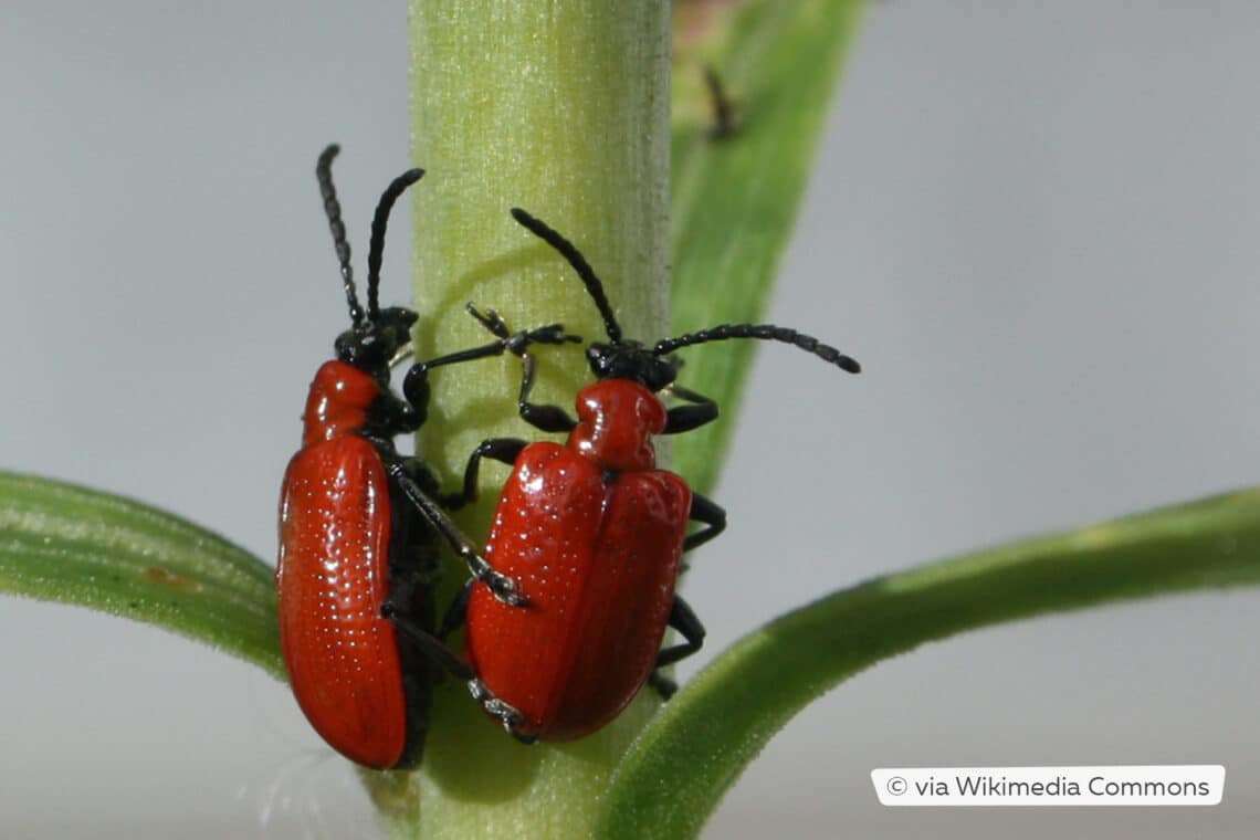 Lilienhähnchen (Lilioceris lilii)