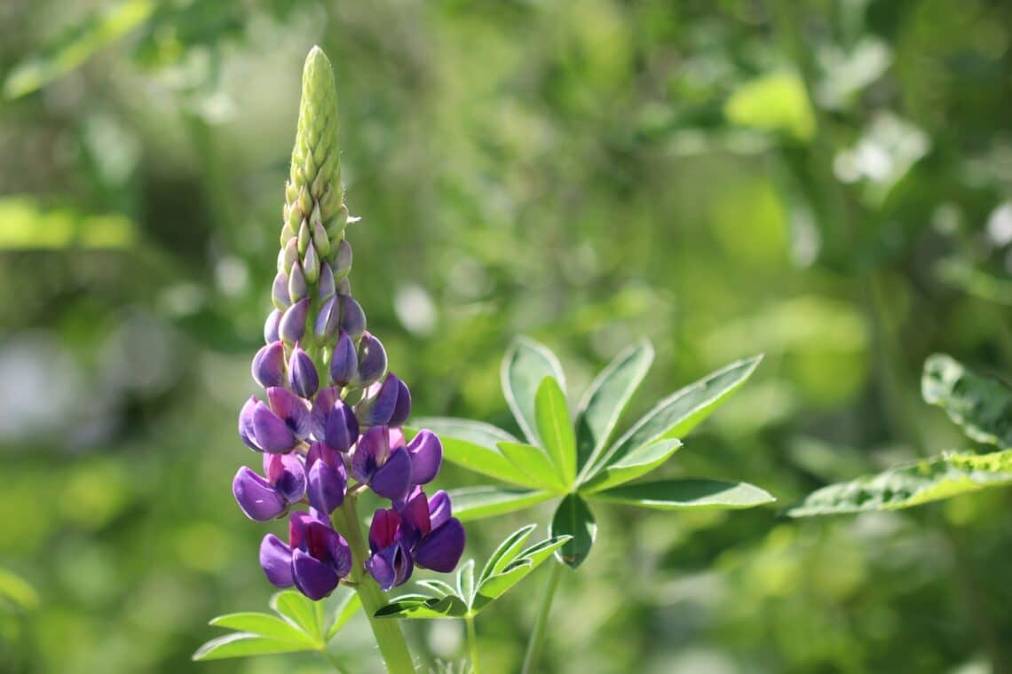 Lupine (Lupinus)