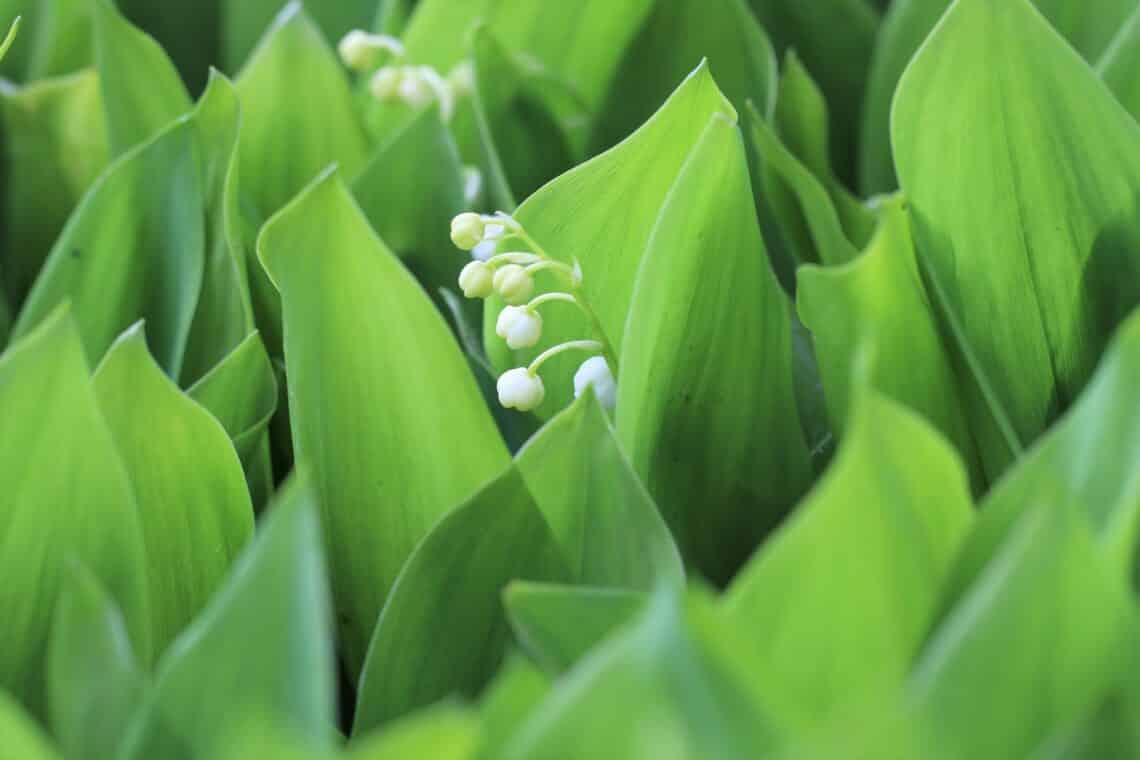 Maiglöckchen (Convallaria majalis)