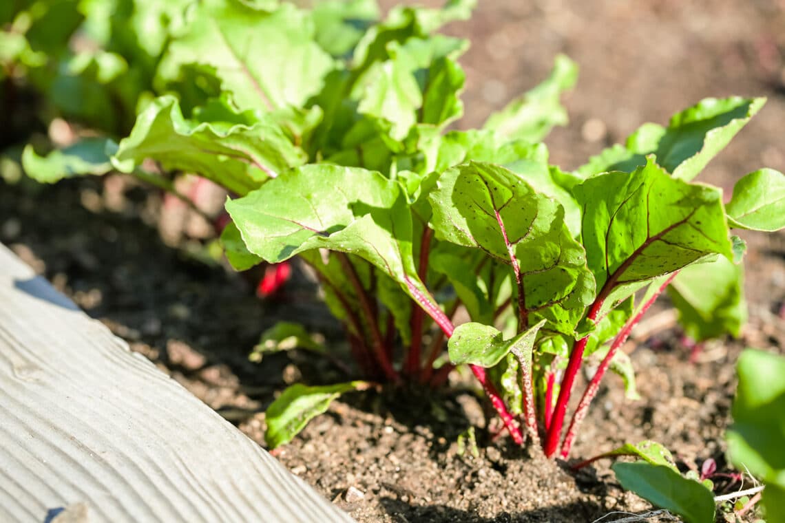 Mangold (Beta vulgaris subsp. vulgaris) im Hochbeet