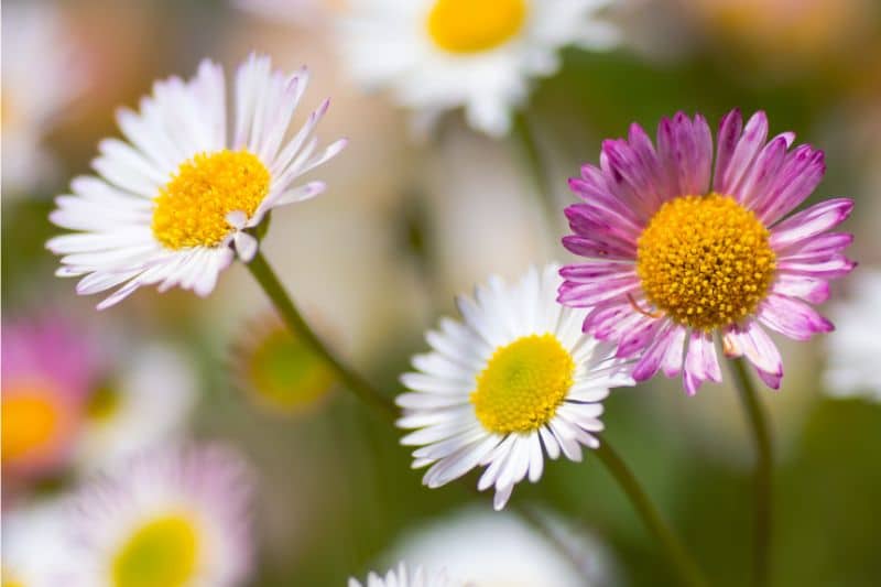 Mexikanisches Berufskraut (Erigeron karvinskianus)