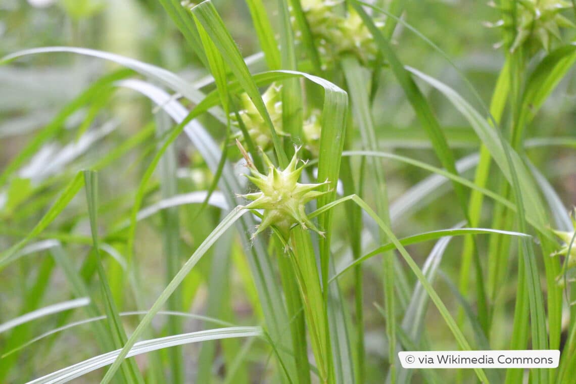 Morgenstern-Segge (Carex grayi)