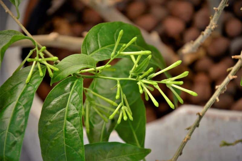 Nachtjasmin (Cestrum nocturnum)