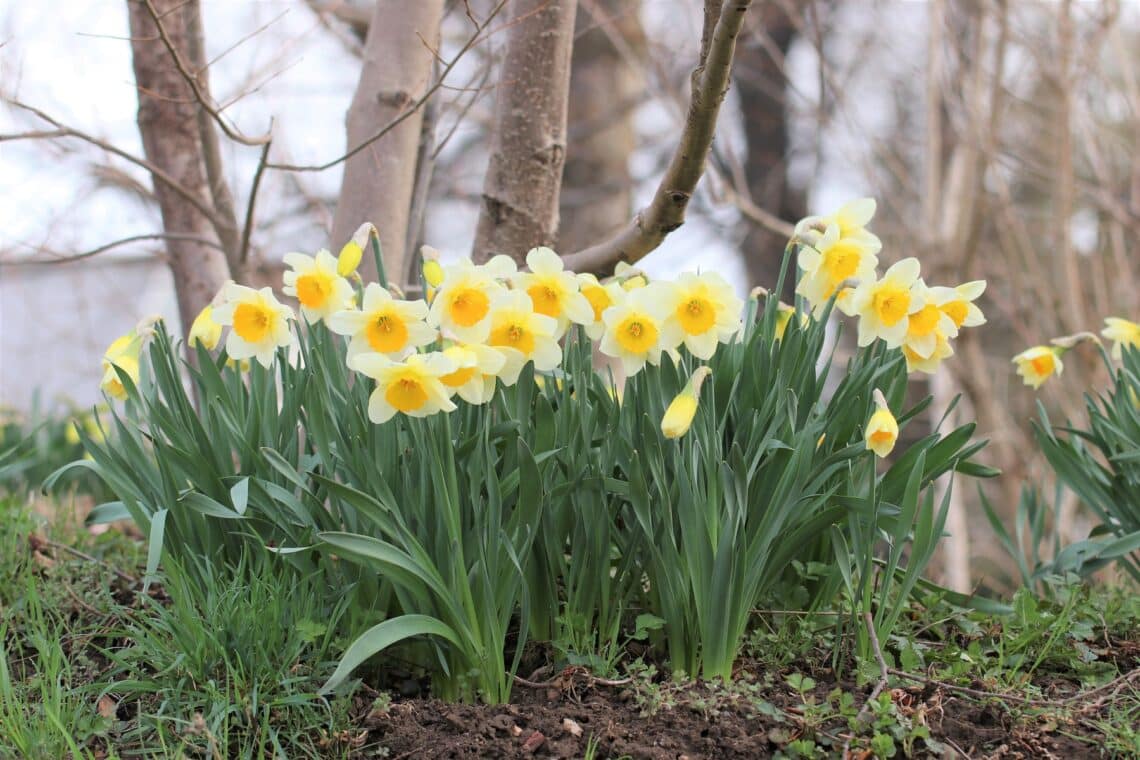 Narzissen (Narcissus)