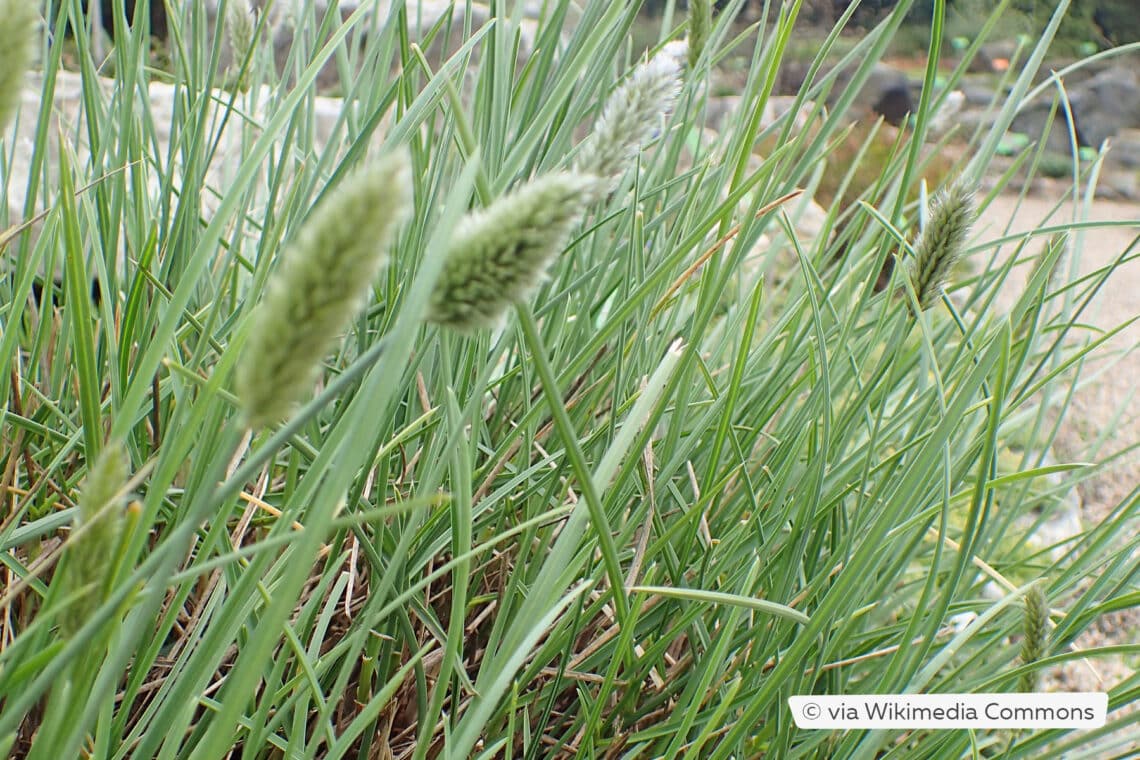 Nest-Blaugras (Sesleria nitida)