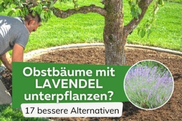 Obstbäume mit Lavendel unterpflanzen