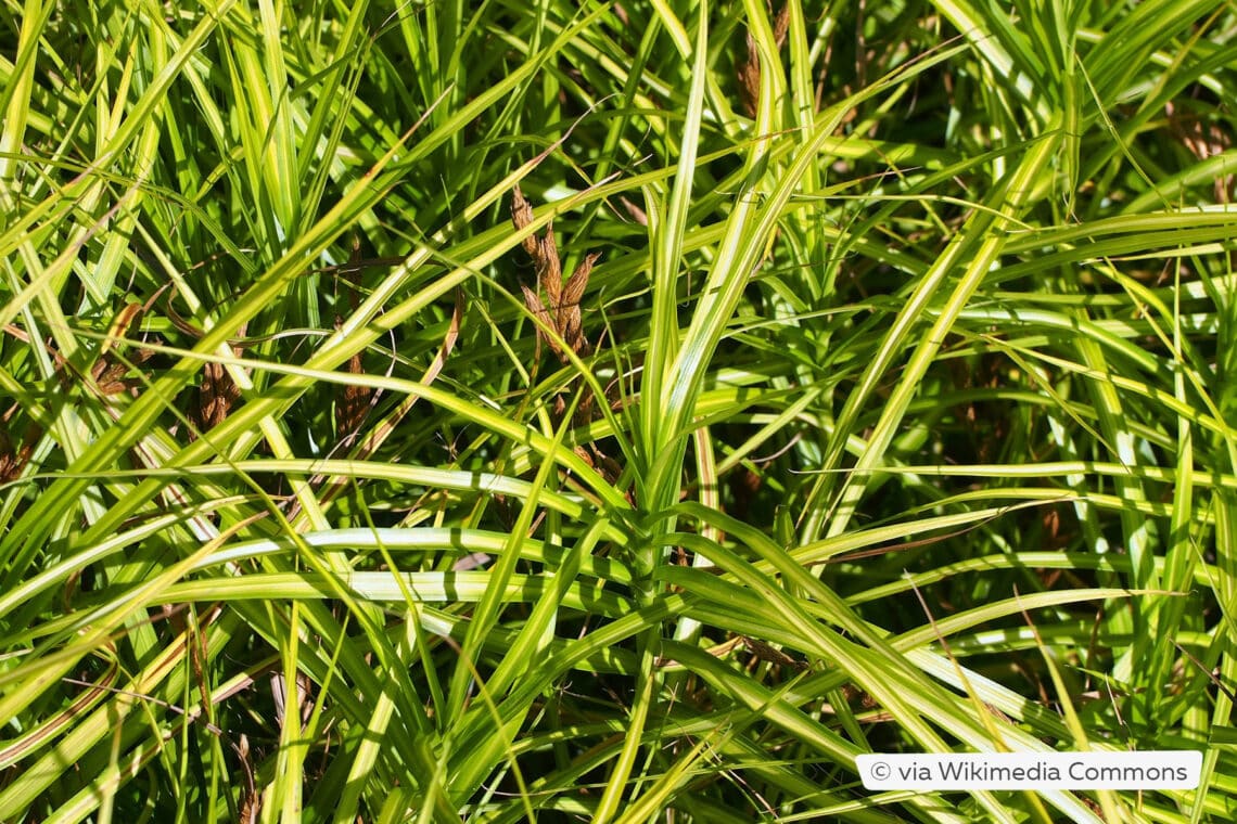 Palm-Segge (Carex muskingumensis 'Ice Fountains')