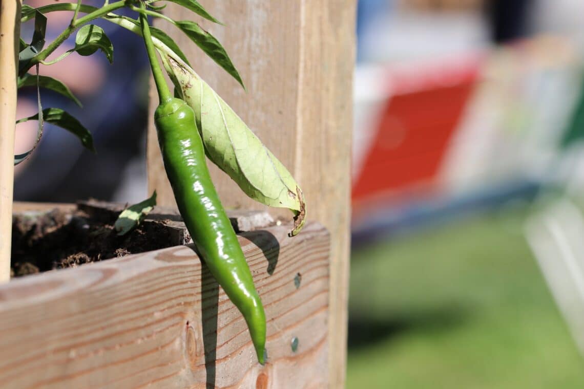 Peperoni in der Sonne