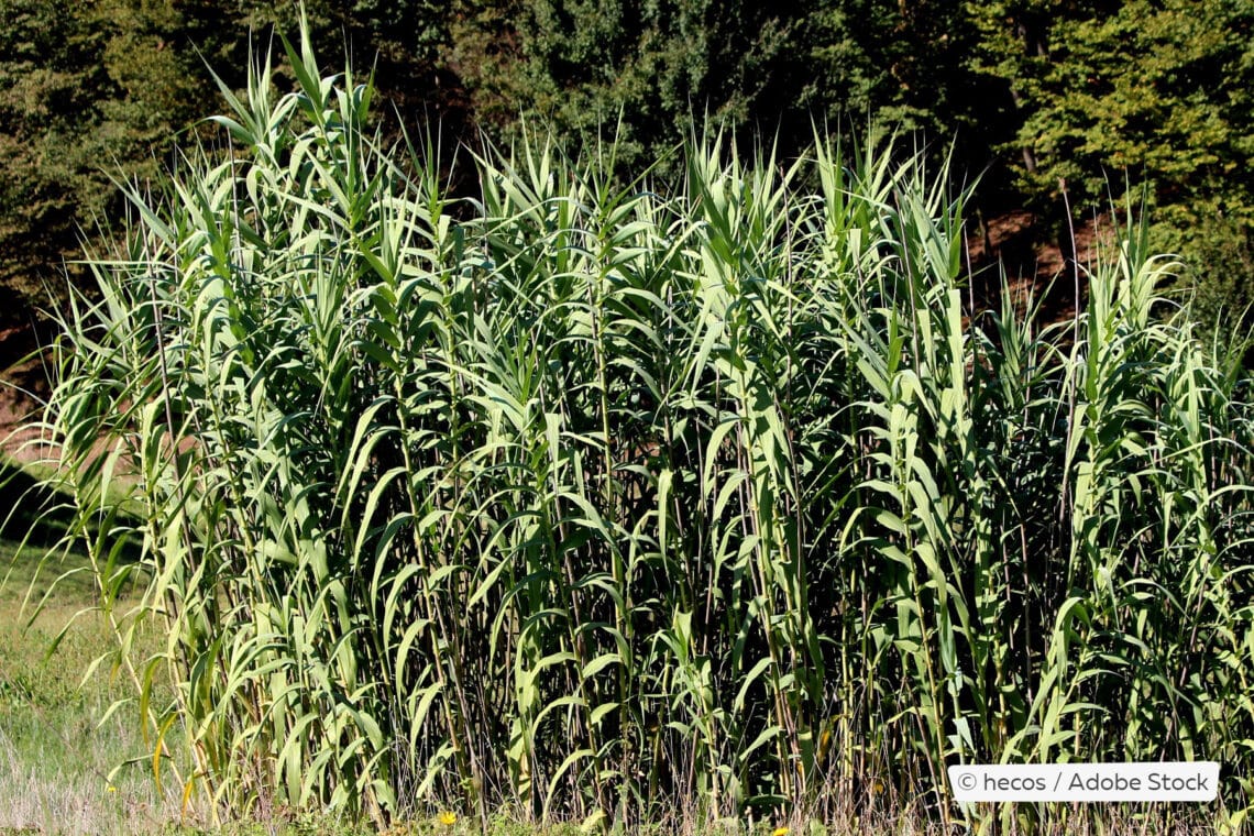 Pfahlrohr (Arundo donax)