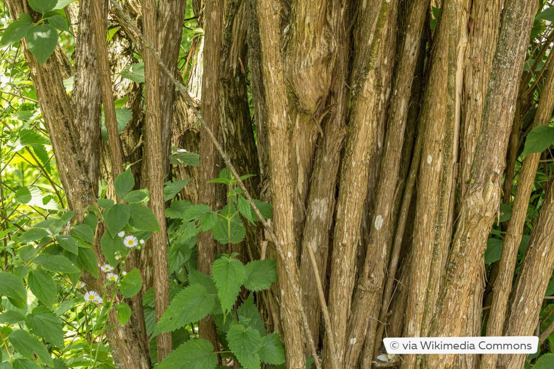 Stamm von Philadelphus coronarius 'Zeyheri'