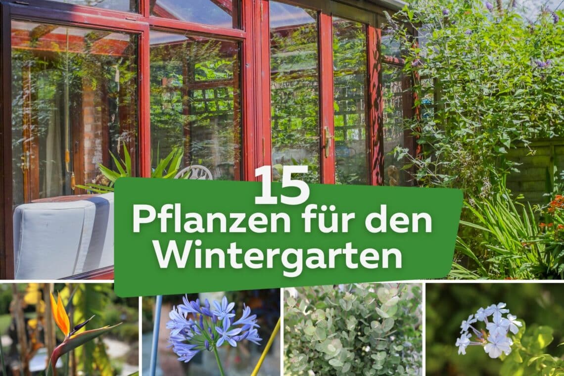 Pflanzen für den Wintergarten Titel