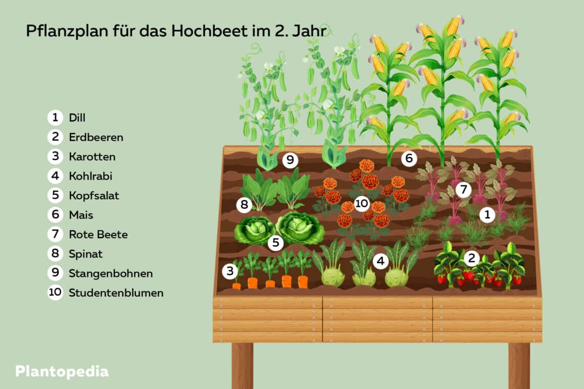 Pflanzplan für das Hochbeet im zweiten Jahr