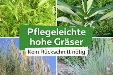 Pflegeleichte hohe Gräser